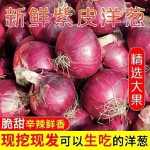 河南开封紫皮洋葱洋葱量大从优供商超产地直发诚信经营