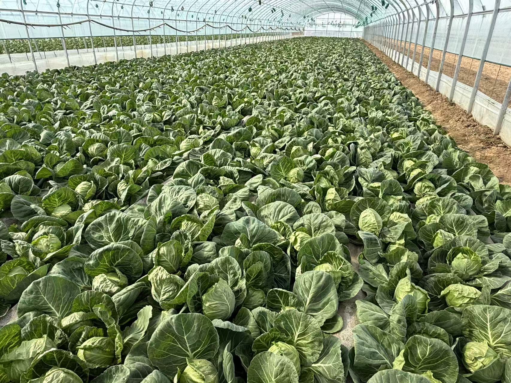 牛心甘蓝植株特写