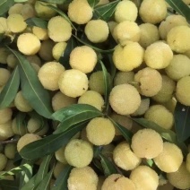 白杨梅泡酒腌制专用产地直销保质保量支持视频看货