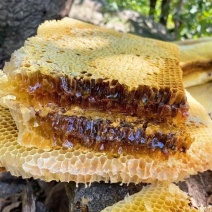 野蜂蜜，诚信经营量大从优，视频看货，致电联系