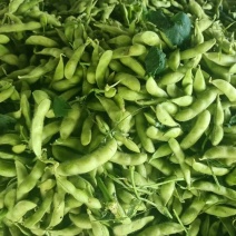 【推荐】安徽毛豆大量接单产地直发量大从优欢迎来电