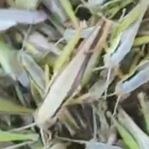 天然养殖蝗虫，高蛋白低脂肪，营养美味！