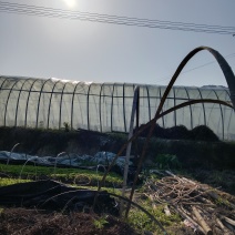 粉防己苗子多年从事中药材苗木育苗种植一条龙服务