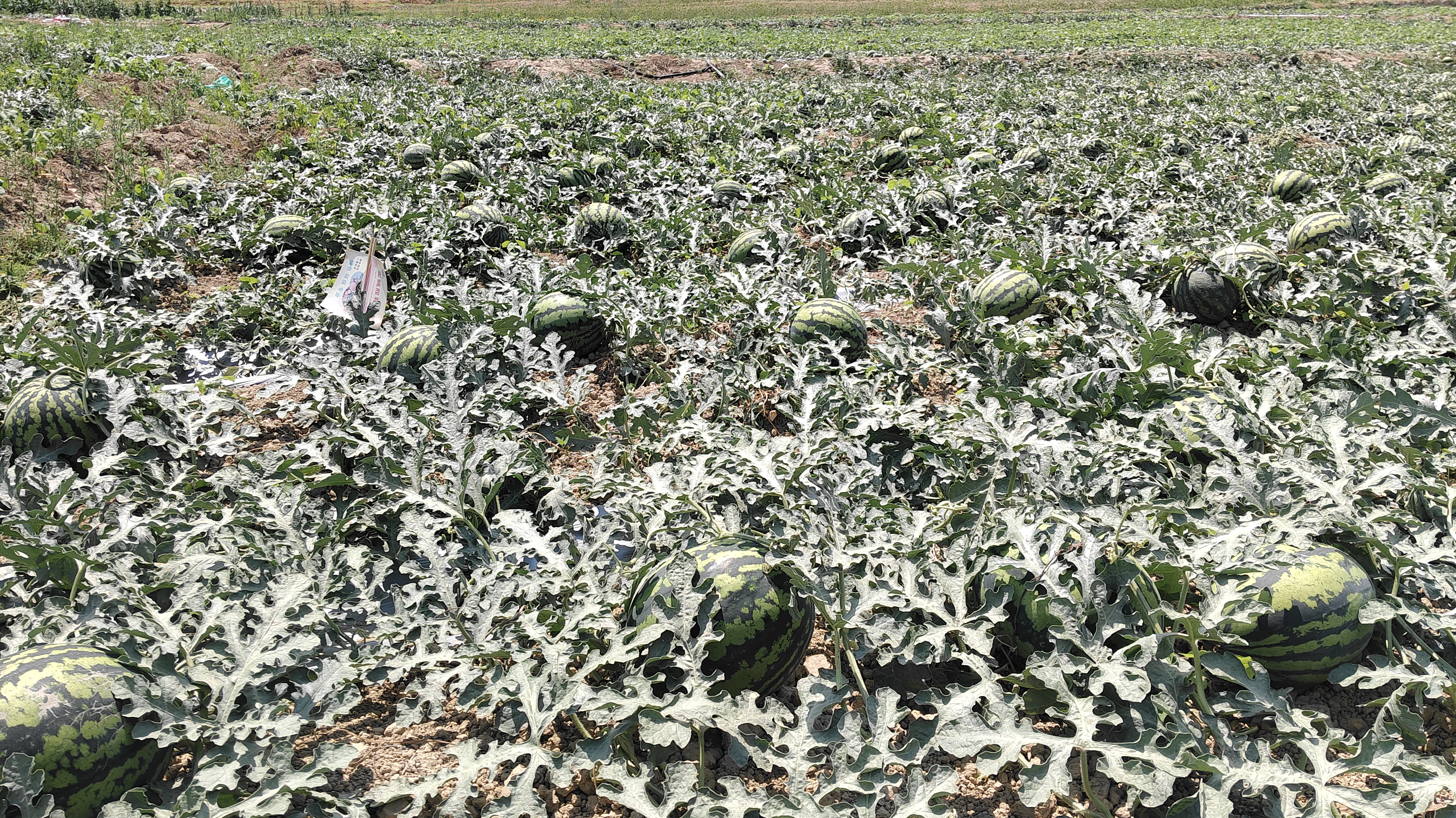 东北甜王西瓜田间采摘场景