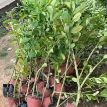 高压苗广东香水柠檬苗