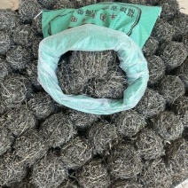 霞浦全干海带丝球，无沙无盐，特级精品厚丝干净免洗，超好吃