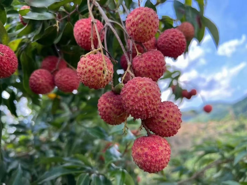 一串新鲜采摘的桂味荔枝挂在枝头,果实呈鲜红色略带绿色,表面有明显的龟裂纹和尖刺,果形为歪心状,背景为岭南地区典型的荔枝果园,阳光透过树叶洒在果实上,展现其自然生长环境 桂味荔枝特写