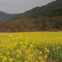 油菜仔