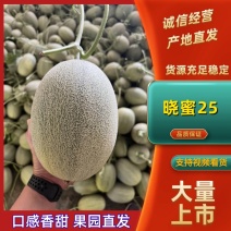 哈密瓜晓蜜25聊城晓蜜25大量有货、诚信经营
