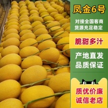山东聊城产地黄金蜜哈密瓜，凤金6号口感超甜，大量有货