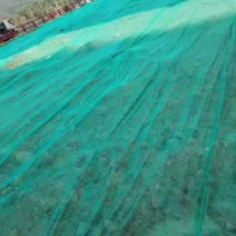 绿化无纺布种草籽无纺布边坡绿化无纺布矿山复绿无纺布