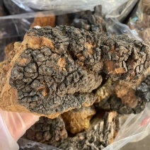 桦树茸桦褐孔菌中药材批发零售一手货源量大从优