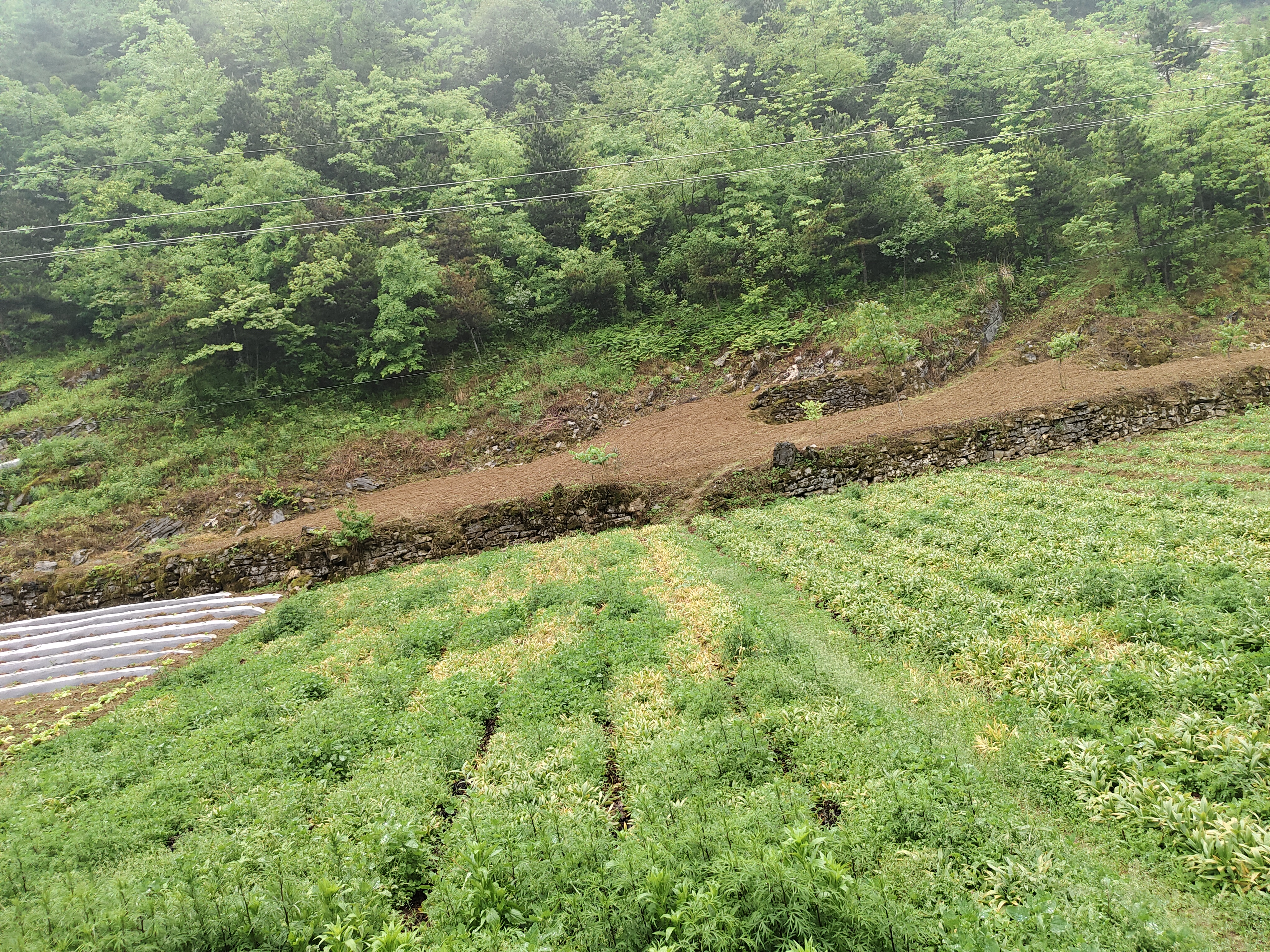 川贝母野生生境实景图