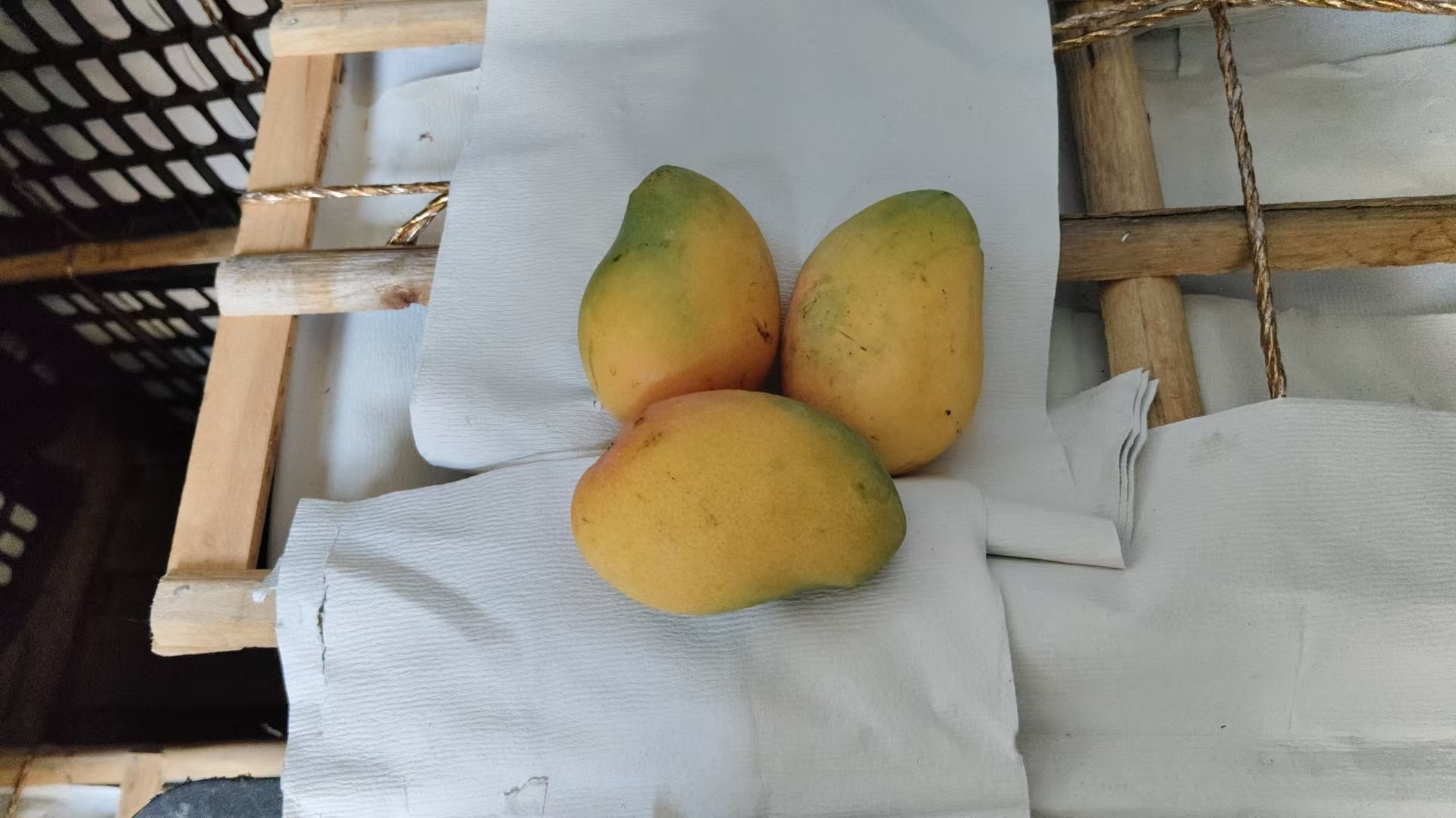 小台芒果实特写