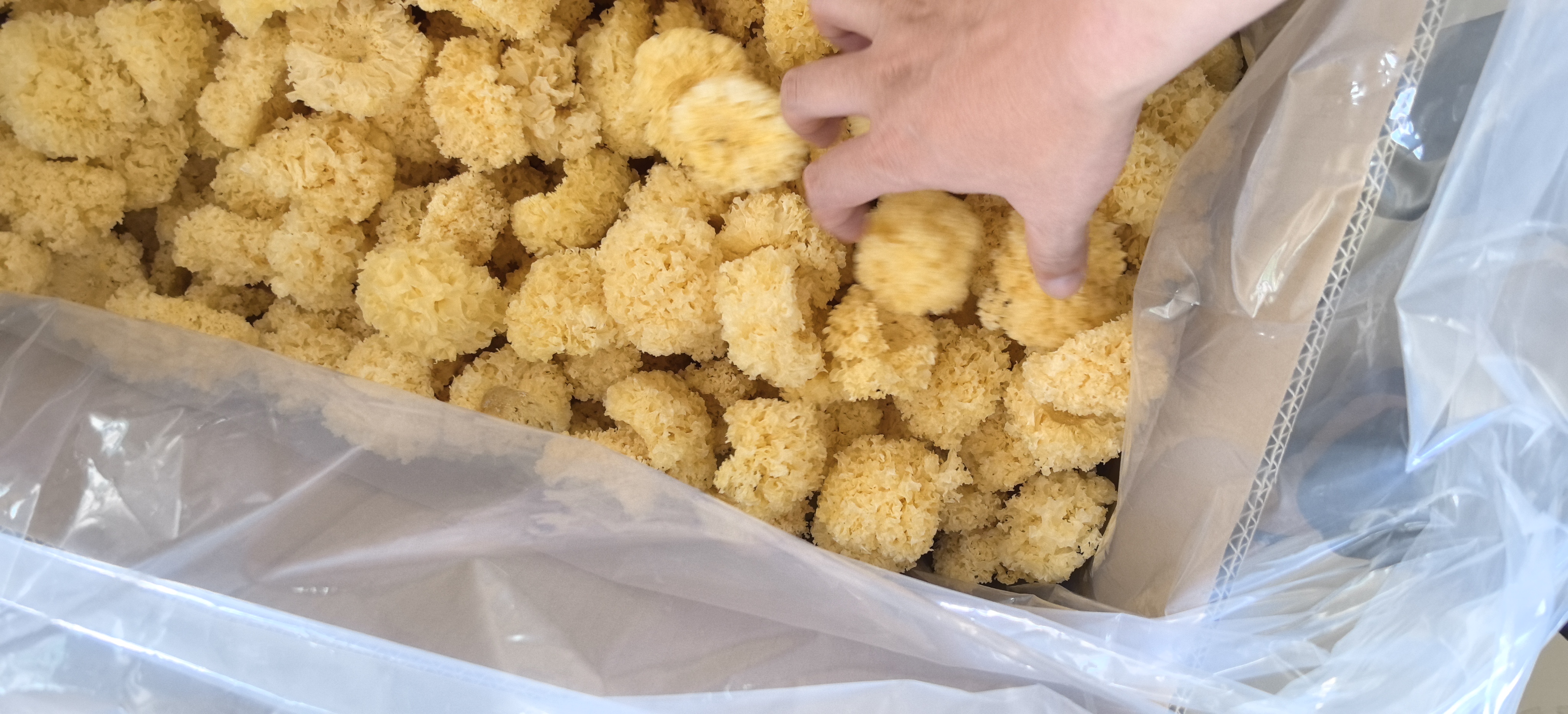 浙江庆元有机认证椴木银耳包装现场