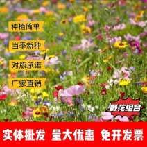 野花种子组合种植简单当季新种厂家发货大量供应欢迎下单