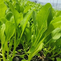 鸡毛菜无虫眼无黄叶绿色蔬菜精品叶菜