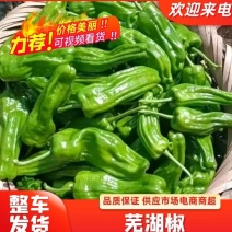 苏椒芜湖椒泡椒薄皮椒湖北高山辣椒一手货源