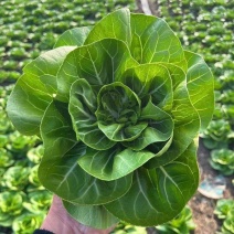 领跑二号小白菜种子不结球白菜种子白梗青菜春夏秋小颗型白菜