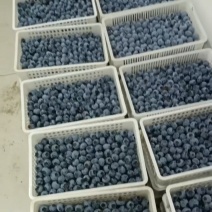 蓝莓精品蓝莓需要的话抓紧联系我吧蓝莓精品蓝莓