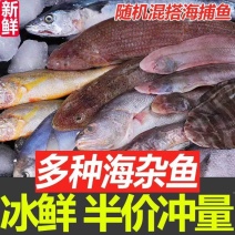 包邮）新鲜海杂鱼青岛海鱼冷冻海鲜三种以上海鱼随机发货