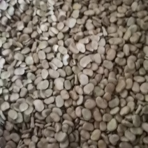 干蚕豆，大量上市，产地直发，诚信经营，品质保证，服务周到