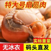 【包邮】特大号扇贝肉新鲜冷冻海捕扇贝实标重量【固形物8