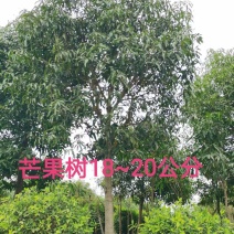 芒果5～50分大量供应中