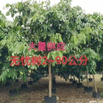 无忧树2~90公分大量供应中