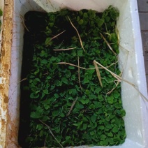 粉防己苗