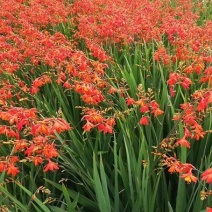 火星花杯苗，基地批发