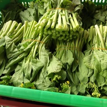 菜苔