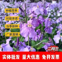二月兰种子厂家一手货源批发品质保证价格便宜欢迎下单咨询