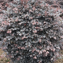 红花继木球，冠幅1米，基地直销，各种规格