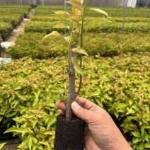三角梅，3斤袋7斤袋，各种规格，大量低价出售
