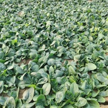 本地菠菜大量上市中，全国可发，一条龙服务