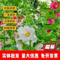 蜀葵种子厂家一手货源批发价格便宜欢迎全国各地老板前来咨询