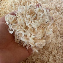 精品淡干无盐虾皮，质量保证，货源稳定，供超市批发市场