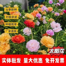 太阳花种子厂家一手货源批发品质保证价格便宜欢迎下单咨询