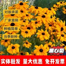 黑心菊种子厂家一手货源批发品质保证价格便宜欢迎下单咨询