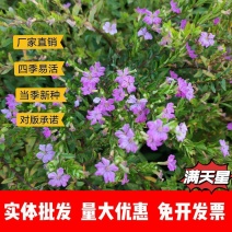 满天星种子厂家一手货源批发品质保证价格便宜欢迎下单咨询
