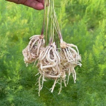 山东菏泽鲁芦笋8号，芦笋根苗现挖新芦笋苗四季种植蔬菜苗