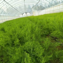 山东菏泽鑫航育6号，芦笋根苗现挖新芦笋苗四季种植穴盘苗