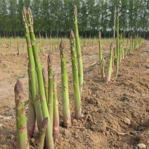 山东菏泽翡翠明珠，芦笋穴盘苗现挖新芦笋苗量大从优欢迎来电