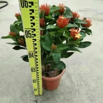 广东大量供应龙船花宫粉，小叶，中叶新家坡，泰国红基地直销