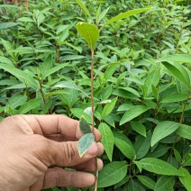 木姜子牙苗