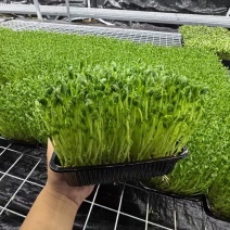 无锡芽苗菜，豌豆苗大量供应培育基地直发货源充足