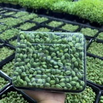 活体黑豆苗大量供应新鲜发货基地直发欢迎咨询