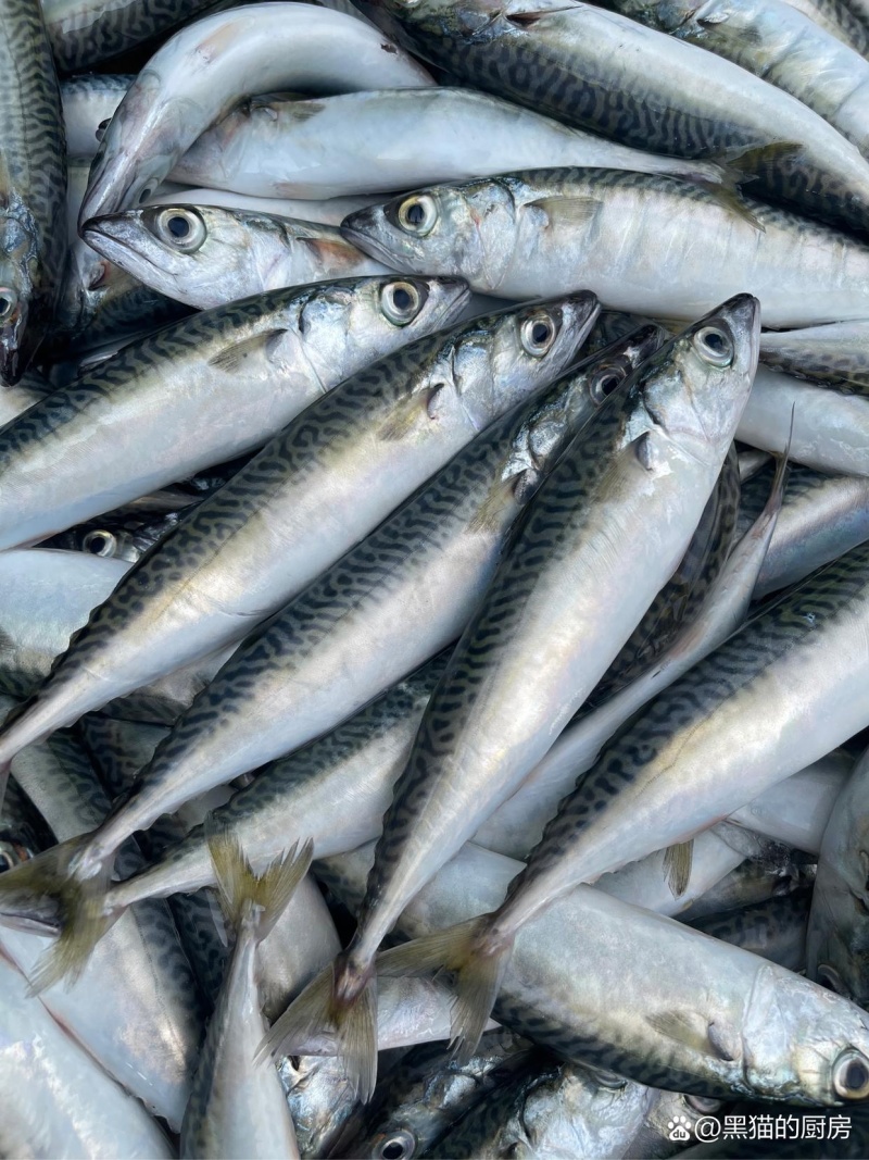 鲐鲅鱼青占鱼花池鱼船冻大规格400