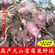 云南天山雪莲果新鲜水果9月开挖另有种植种苗